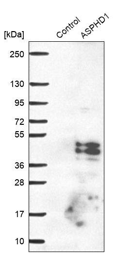 ASPHD1 Antibody - BSA Free Western Blot: ASPHD1 Antibody - BSA Free [NBP1-91686]