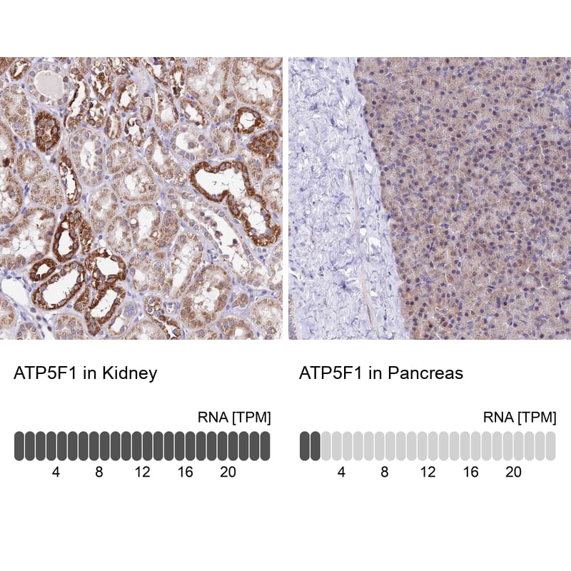 ATP5F1 Antibody - BSA Free Immunohistochemistry: ATP5F1 Antibody - BSA Free [NBP1-91689]