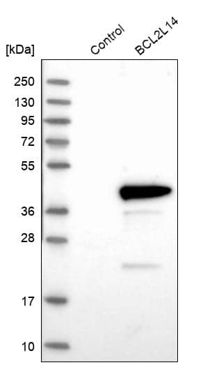Bcl G Antibody - BSA Free Western Blot: Bcl G Antibody - BSA Free [NBP1-91697]
