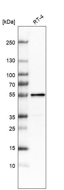 LACTB Antibody - BSA Free Western Blot: LACTB Antibody - BSA Free [NBP1-91701]