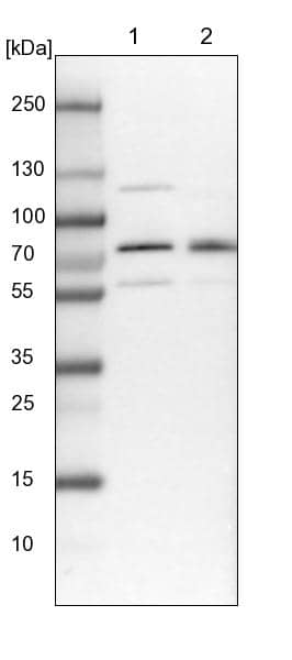 BRAP Antibody - BSA Free Western Blot: BRAP Antibody - BSA Free [NBP1-91705]
