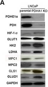 BRP44L Antibody