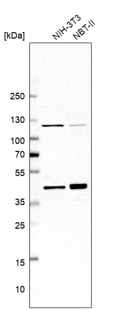 BRIX Antibody - BSA Free Western Blot: BRIX Antibody - BSA Free [NBP1-91708]