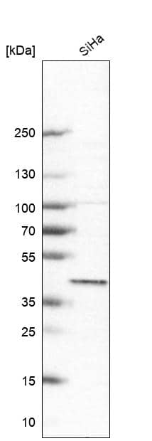 BRIX Antibody - BSA Free Western Blot: BRIX Antibody - BSA Free [NBP1-91708]
