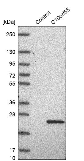 C10orf55 Antibody - BSA Free Western Blot: C10orf55 Antibody - BSA Free [NBP1-91710]