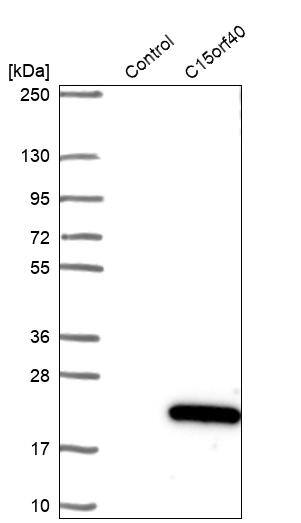 C15orf40 Antibody - BSA Free Western Blot: C15orf40 Antibody - BSA Free [NBP1-91716]