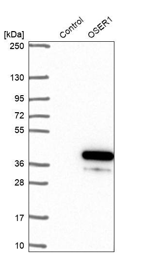 OSER1 Antibody - BSA Free Western Blot: OSER1 Antibody - BSA Free [NBP1-91725]
