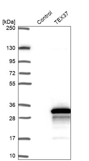TSC21 Antibody - BSA Free Western Blot: TSC21 Antibody - BSA Free [NBP1-91727]