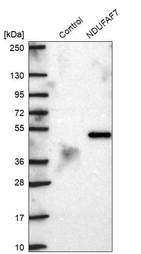 midA Antibody - BSA Free Western Blot: midA Antibody - BSA Free [NBP1-91728]