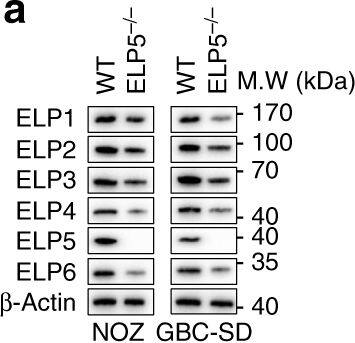 TMEM103 Antibody