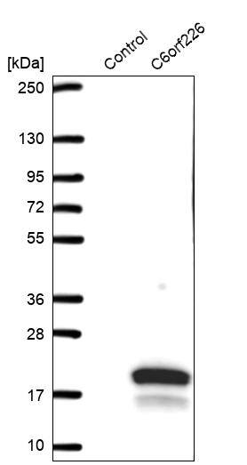 C6orf226 Antibody - BSA Free Western Blot: C6orf226 Antibody - BSA Free [NBP1-91739]