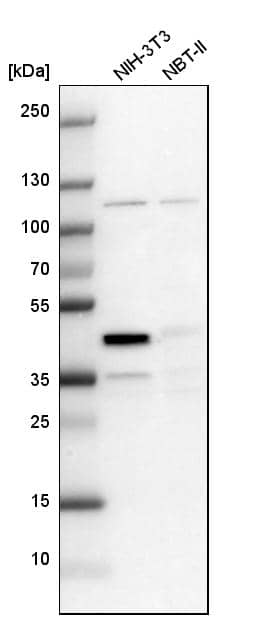 CCDC94 Antibody - BSA Free Western Blot: CCDC94 Antibody - BSA Free [NBP1-91766]