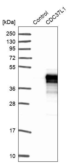 CDC37L1 Antibody - BSA Free Western Blot: CDC37L1 Antibody - BSA Free [NBP1-91772]