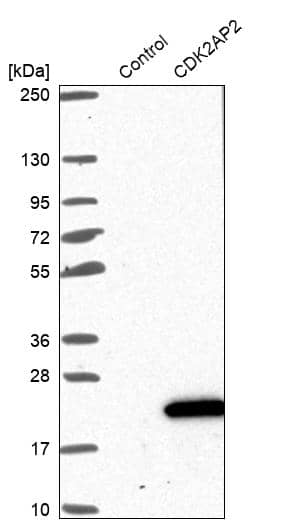 CDK2AP2 Antibody - BSA Free Western Blot: CDK2AP2 Antibody - BSA Free [NBP1-91776]
