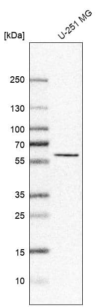 CEP55 Antibody - BSA Free Western Blot: CEP55 Antibody - BSA Free [NBP1-91778]