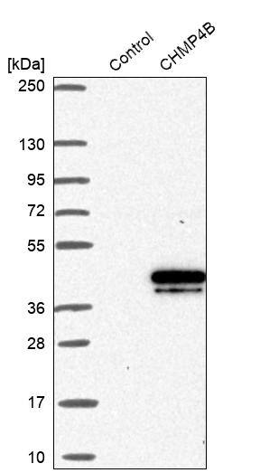 CHMP4B Antibody - BSA Free Western Blot: CHMP4B Antibody - BSA Free [NBP1-91782]