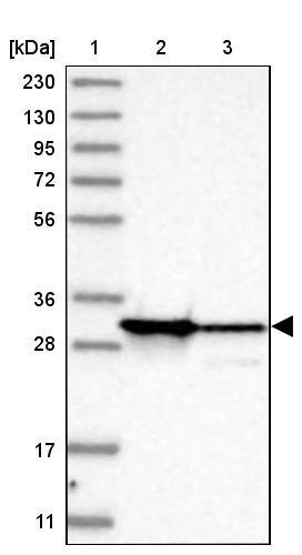 CIP29 Antibody - BSA Free Western Blot: CIP29 Antibody - BSA Free [NBP1-91788]