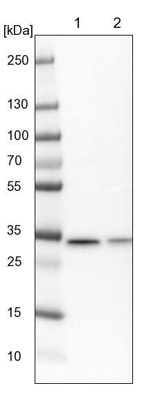 CIP29 Antibody - BSA Free Western Blot: CIP29 Antibody - BSA Free [NBP1-91788]