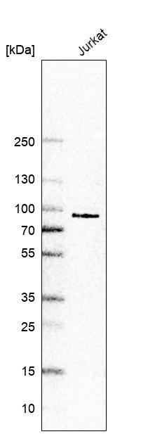 CLK3 Antibody - BSA Free Western Blot: CLK3 Antibody - BSA Free [NBP1-91794]