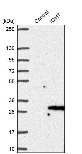 ICMT Antibody - BSA Free Western Blot: ICMT Antibody - BSA Free [NBP1-91795]