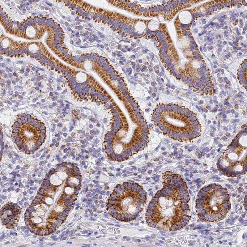 CNIH4 Antibody - BSA Free Immunohistochemistry: CNIH4 Antibody - BSA Free [NBP1-91797]