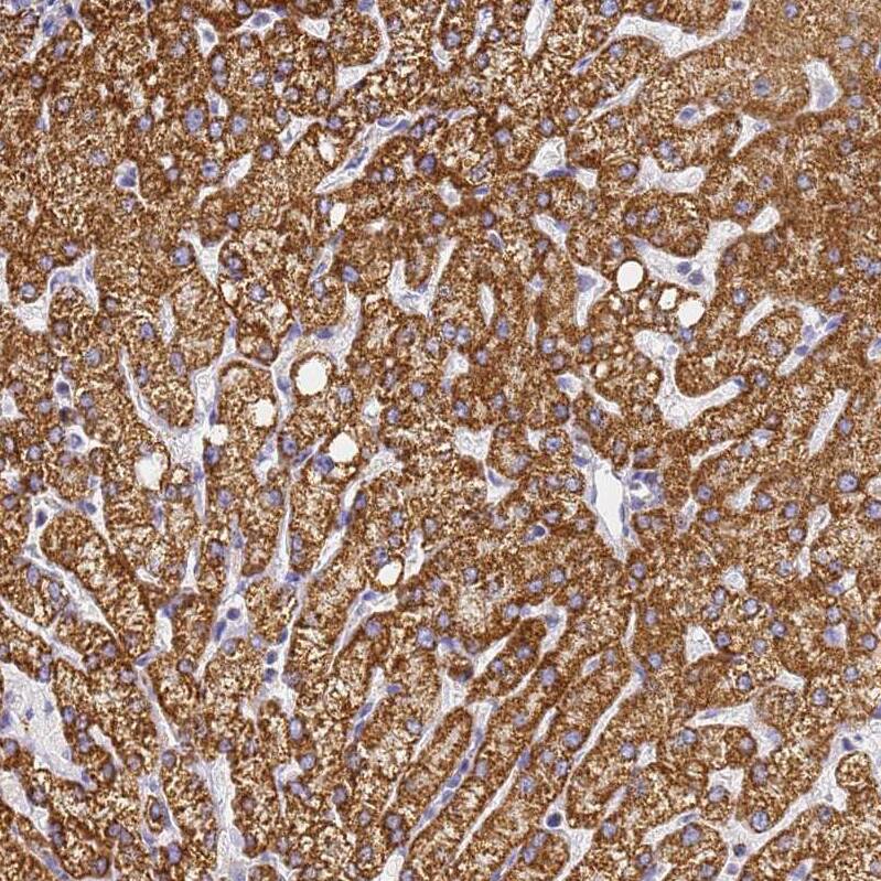 CNIH4 Antibody - BSA Free Immunohistochemistry: CNIH4 Antibody - BSA Free [NBP1-91797]