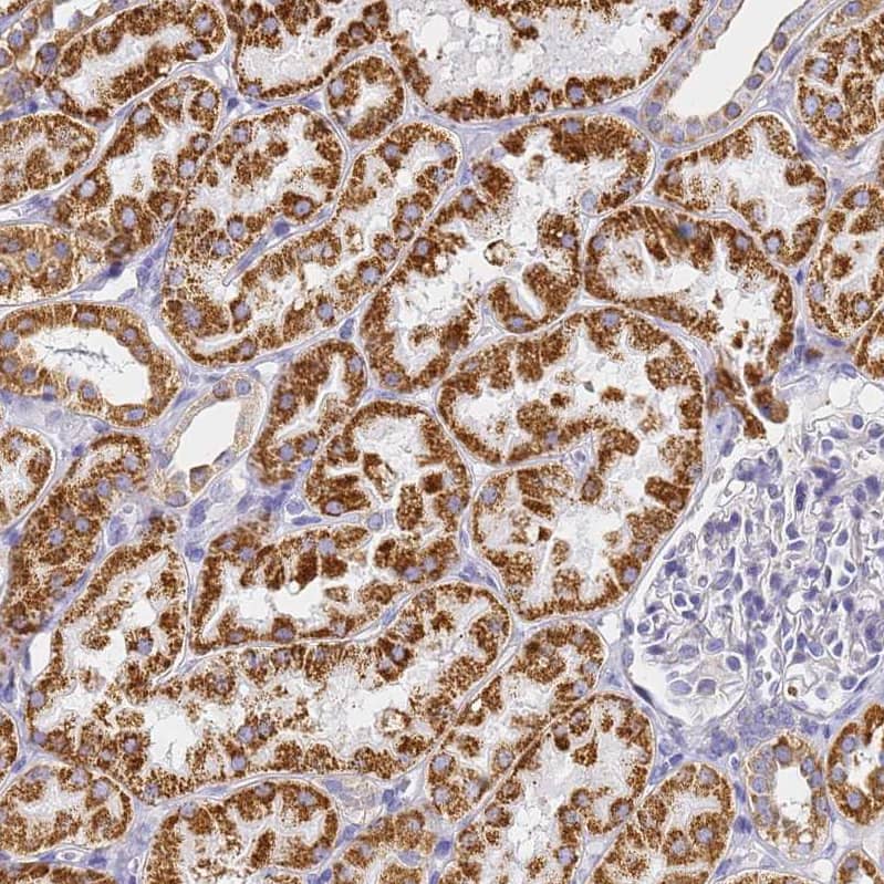 CNIH4 Antibody - BSA Free Immunohistochemistry: CNIH4 Antibody - BSA Free [NBP1-91797]
