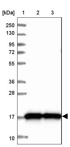 CNPY2 Antibody - BSA Free Western Blot: CNPY2 Antibody - BSA Free [NBP1-91799]