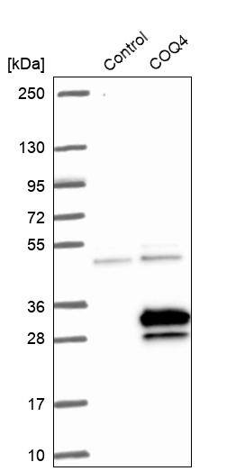 COQ4 Antibody - BSA Free Western Blot: COQ4 Antibody - BSA Free [NBP1-91806]