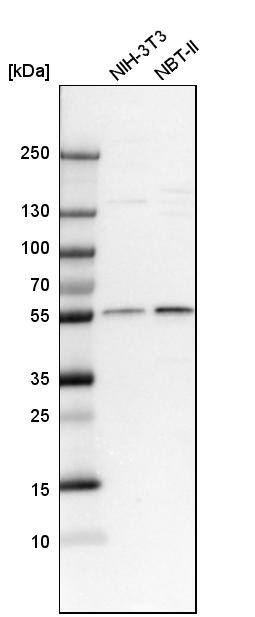 CRBN Antibody - BSA Free Western Blot: CRBN Antibody - BSA Free [NBP1-91810]