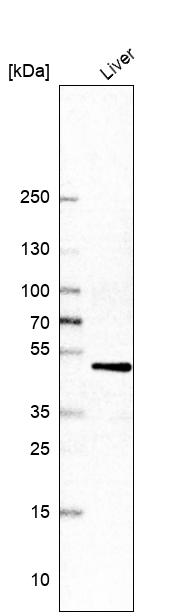 Cytochrome P450 2D6 Antibody - BSA Free Western Blot: Cytochrome P450 2D6 Antibody - BSA Free [NBP1-91818]