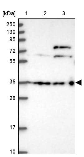 DCAF4 Antibody - BSA Free Western Blot: DCAF4 Antibody - BSA Free [NBP1-91820]