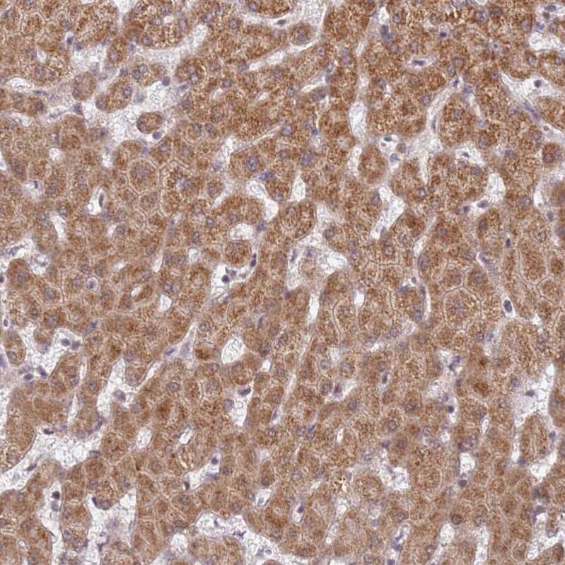 DCAF4 Antibody - BSA Free Immunohistochemistry: DCAF4 Antibody - BSA Free [NBP1-91820]