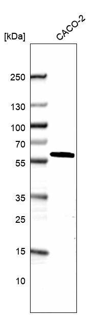 DDX19A Antibody - BSA Free Western Blot: DDX19A Antibody - BSA Free [NBP1-91824]