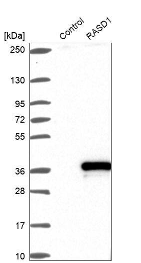 Dexras1 Antibody - BSA Free Western Blot: Dexras1 Antibody - BSA Free [NBP1-91830]