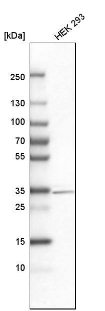 Dlx1 Antibody - BSA Free Western Blot: Dlx1 Antibody - BSA Free [NBP1-91837]