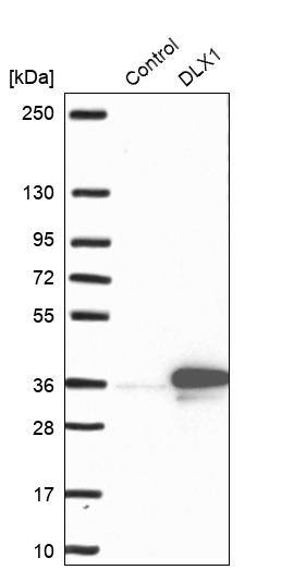 Dlx1 Antibody - BSA Free Western Blot: Dlx1 Antibody - BSA Free [NBP1-91837]