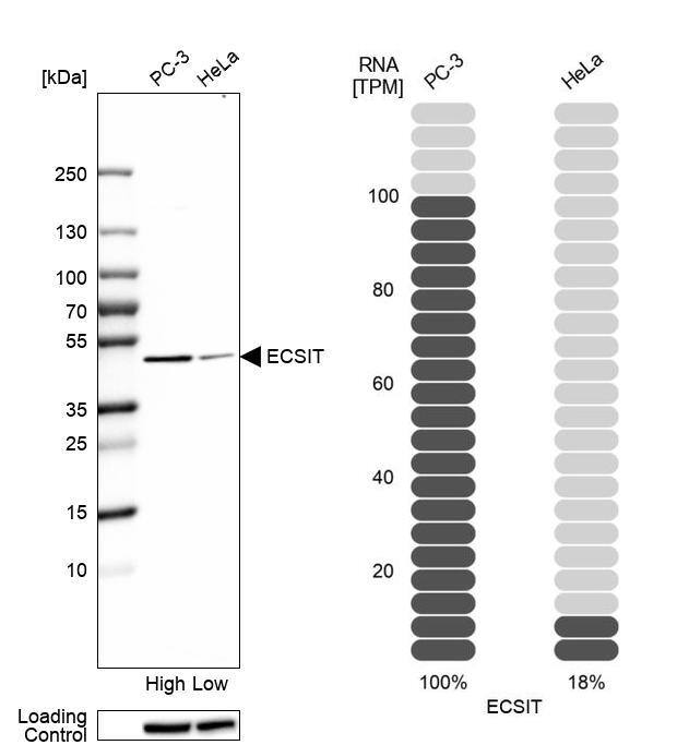 ECSIT Antibody - BSA Free Western Blot: ECSIT Antibody - BSA Free [NBP1-91858]
