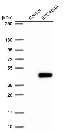EFCAB4A Antibody - BSA Free Western Blot: EFCAB4A Antibody - BSA Free [NBP1-91863]