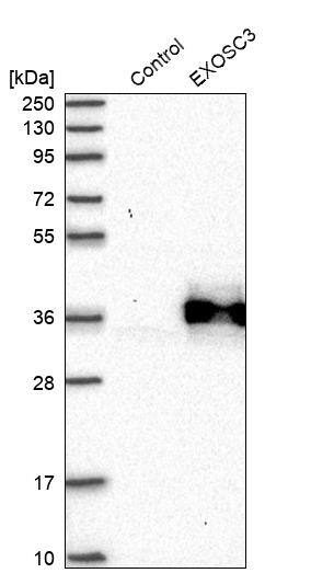 EXOSC3 Antibody - BSA Free Western Blot: EXOSC3 Antibody - BSA Free [NBP1-91874]