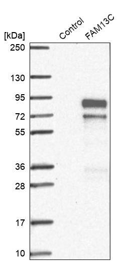 FAM13C1 Antibody - BSA Free Western Blot: FAM13C1 Antibody - BSA Free [NBP1-91884]