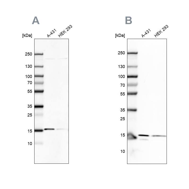 FAM36A Antibody - BSA Free Western Blot: FAM36A Antibody - BSA Free [NBP1-91886]