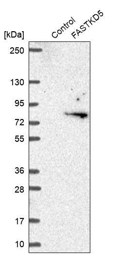 FASTKD5 Antibody - BSA Free Western Blot: FASTKD5 Antibody - BSA Free [NBP1-91888]