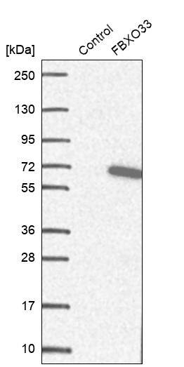 FBXO33 Antibody - BSA Free Western Blot: FBXO33 Antibody - BSA Free [NBP1-91890]