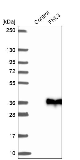 FHL3 Antibody - BSA Free Western Blot: FHL3 Antibody - BSA Free [NBP1-91899]