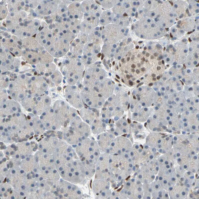 FOX2 Antibody - BSA Free Immunohistochemistry: FOX2 Antibody - BSA Free [NBP1-91910]