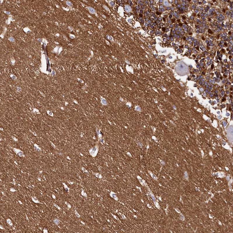 FXYD6 Antibody - BSA Free Immunohistochemistry: FXYD6 Antibody - BSA Free [NBP1-91915]