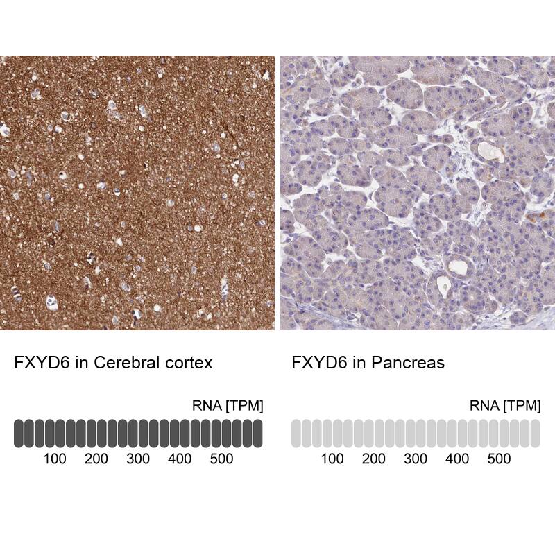 FXYD6 Antibody - BSA Free Immunohistochemistry: FXYD6 Antibody - BSA Free [NBP1-91915]