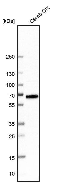 GAT3 Antibody - BSA Free Western Blot: GAT3 Antibody - BSA Free [NBP1-91920]