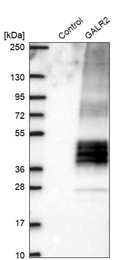 Galanin R2/GALR2 Antibody - BSA Free Western Blot: Galanin R2/GALR2 Antibody - BSA Free [NBP1-91921]
